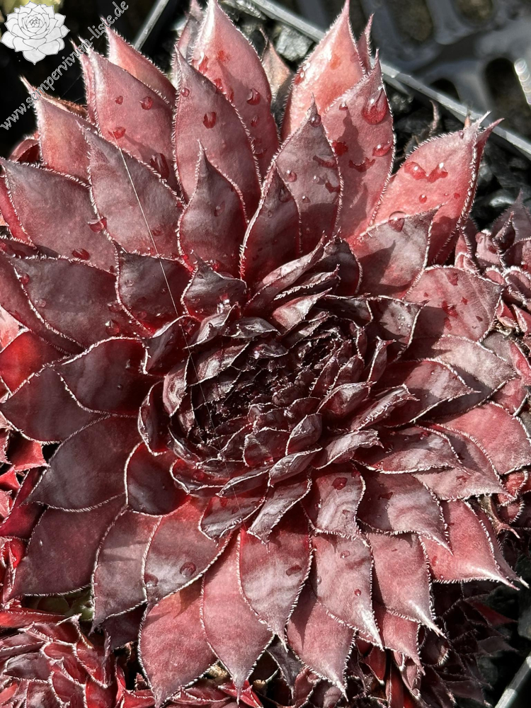 Darth Vader | Sempervivum-Liste